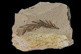 Dawn Redwood (Metasequoia) Fossil - Montana #153689-1